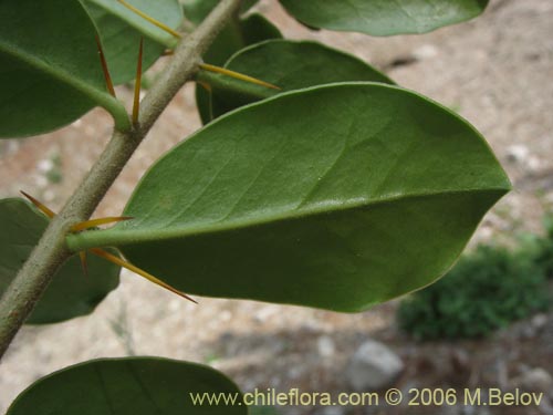 Image of Dasyphyllum diacanthoides (Trevo / Palo santo / Palo blanco / Tayu). Click to enlarge parts of image.